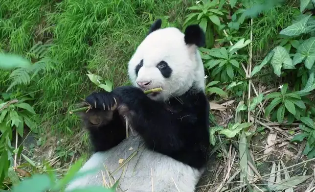 影片截圖 CGTN圖片