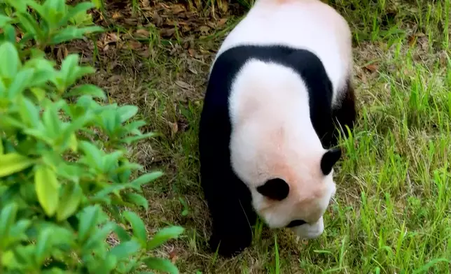 影片截圖 CGTN圖片