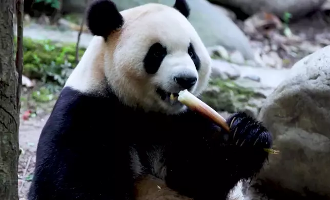 影片截圖 CGTN圖片