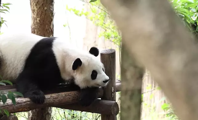 影片截圖 CGTN圖片