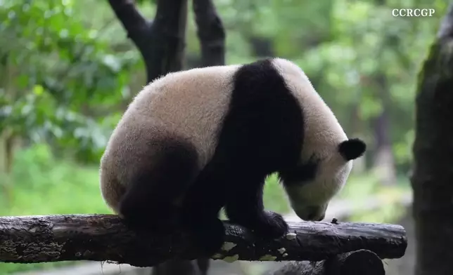 影片截圖 CGTN圖片