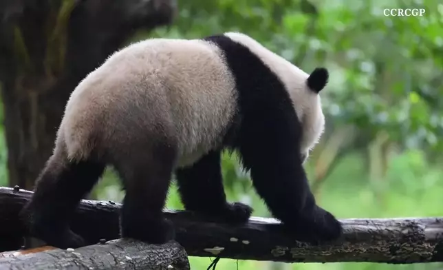 影片截圖 CGTN圖片