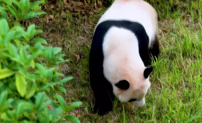 影片截圖 CGTN圖片