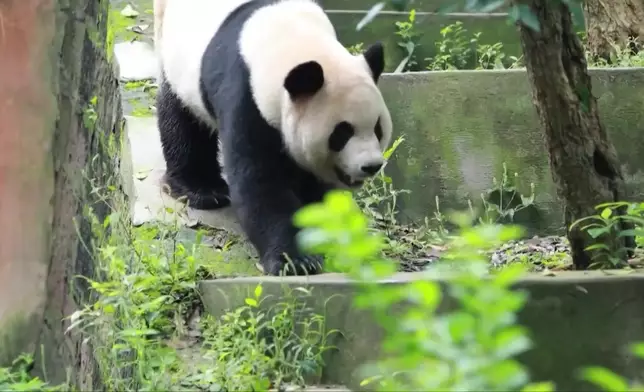 影片截圖 CGTN圖片