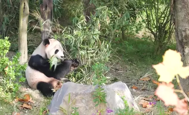 影片截圖 CGTN圖片