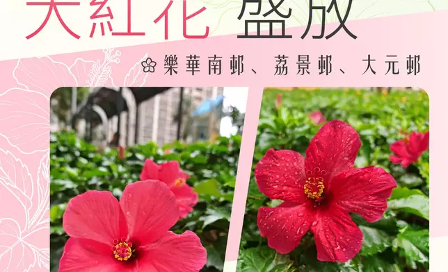 房委會指樂華南邨、荔景邨、大元邨、大紅花盛放。