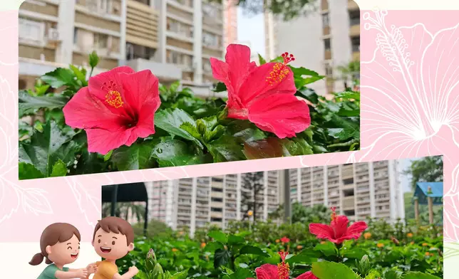 房委會指樂華南邨、荔景邨、大元邨、大紅花盛放。