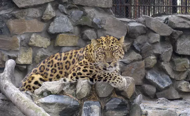 女飼養員遭波斯豹襲擊，頭頸重創送院搶救3日不治。資料圖片