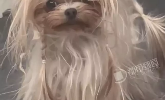 女子將愛犬交父母照顧一周判若兩狗，精緻「名媛」慘變「炸毛海膽」。網上圖片