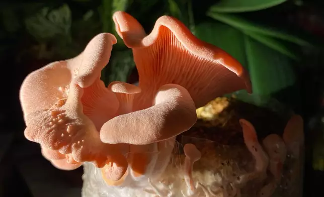 Vicky透露近年愛上種植菇菌，從中領悟萬物生長與自我多重面向。