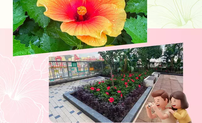 房委會指樂華南邨、荔景邨、大元邨、大紅花盛放。