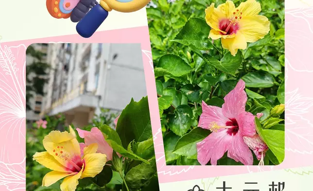 房委會指樂華南邨、荔景邨、大元邨、大紅花盛放。