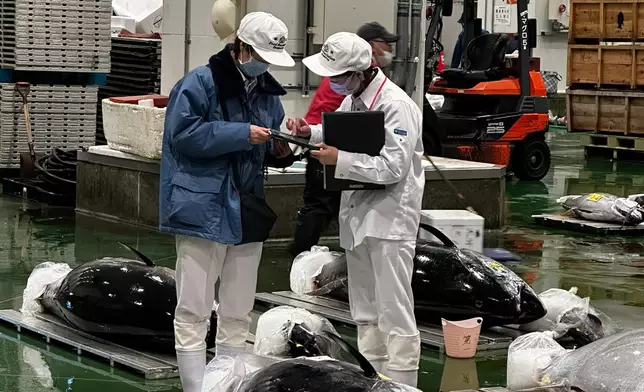 日本豐洲市場吞拿魚拍賣現場，YAICHI團隊每日親赴現場嚴選高品質海產