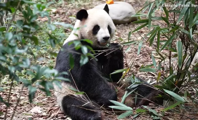 影片截圖 CGTN圖片