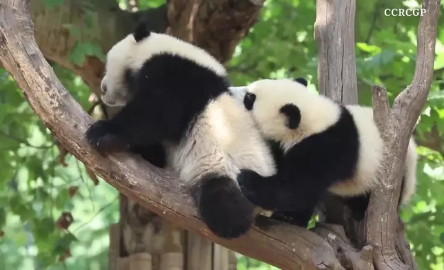 影片截圖 CGTN圖片