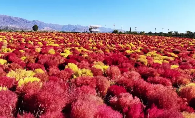 影片截圖 CGTN圖片