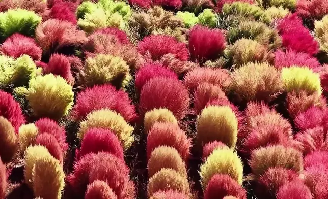 影片截圖 CGTN圖片