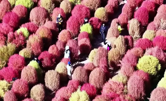 影片截圖 CGTN圖片