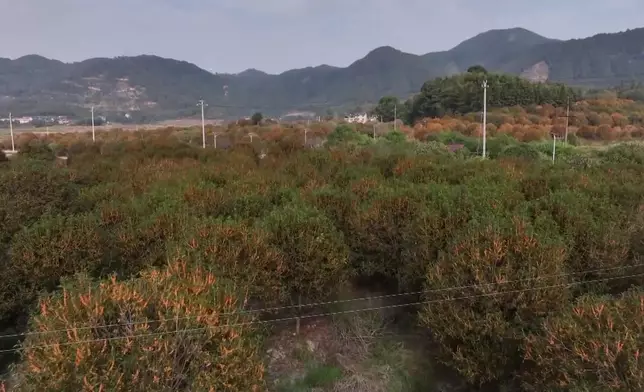 影片截圖 CGTN圖片
