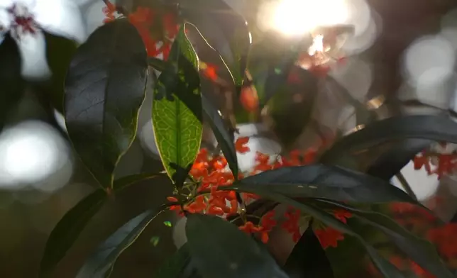 影片截圖 CGTN圖片