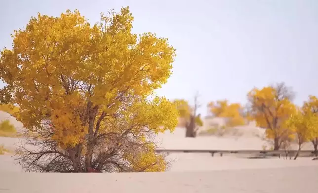 影片截圖 CGTN圖片
