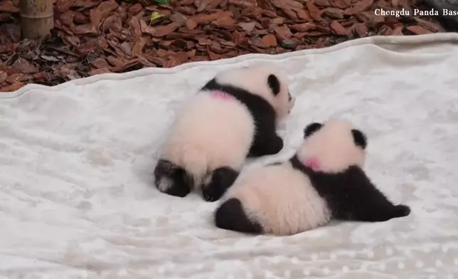 影片截圖 CGTN圖片