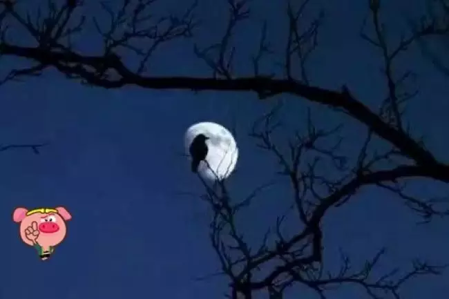網上圖片。