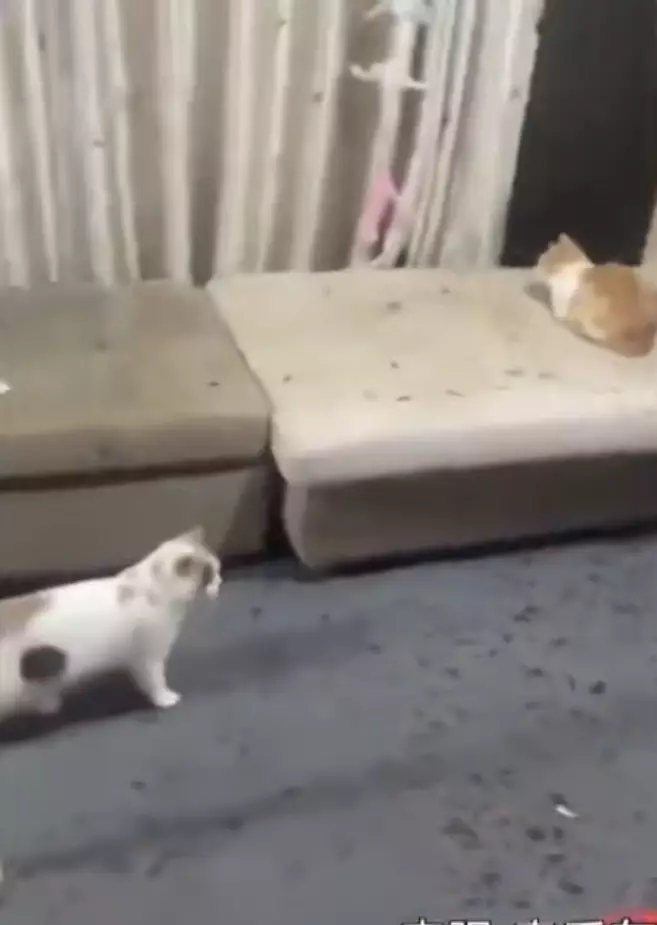 影片截圖
