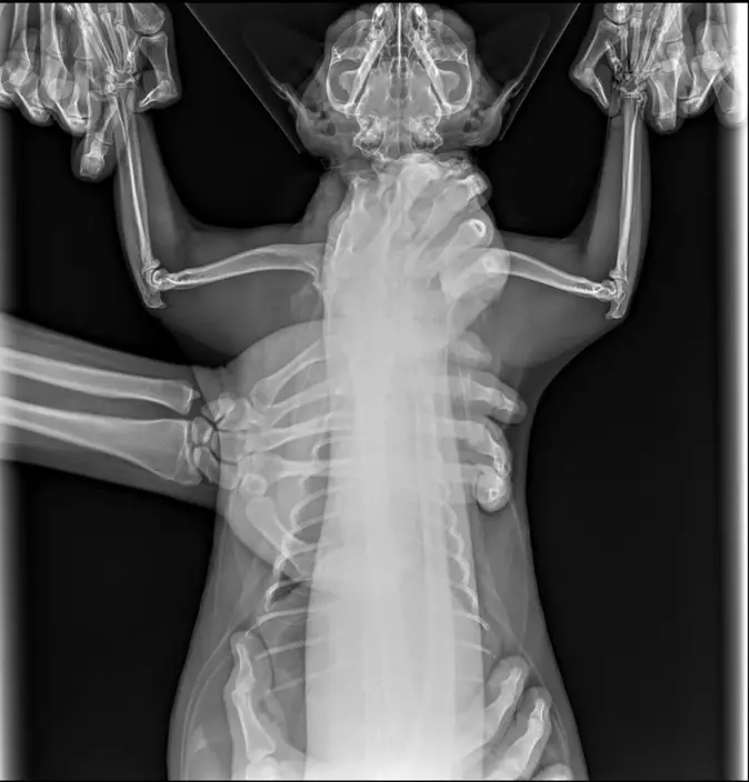 經獸醫拍攝X光檢查，確認Shifu沒有大礙，只有指甲有些損傷。（facebook圖片）