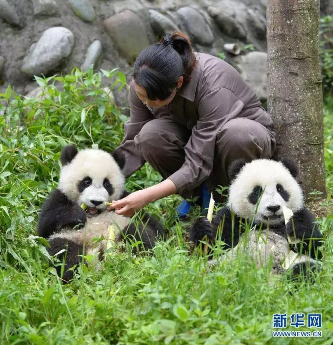 飼養員陪護大熊貓幼崽。新華網