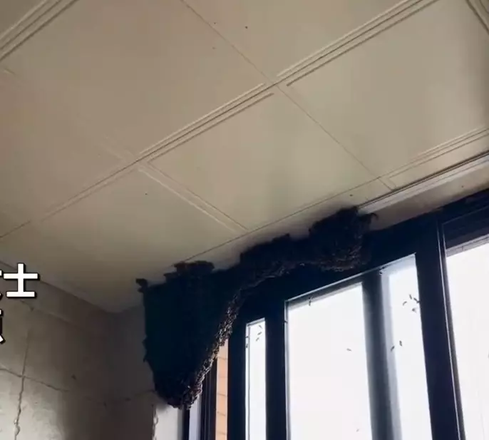 看起來就像個小山。影片截圖
