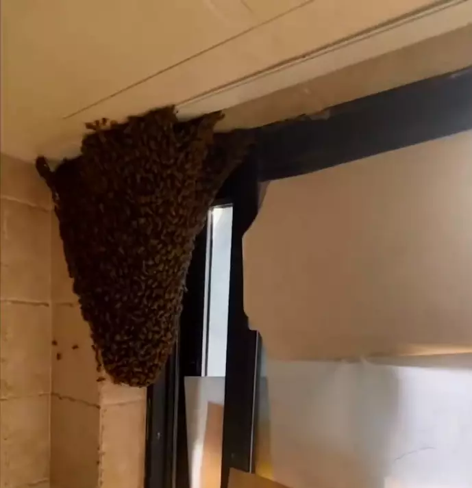 看起來就像個小山。影片截圖