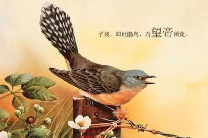 網上圖片。