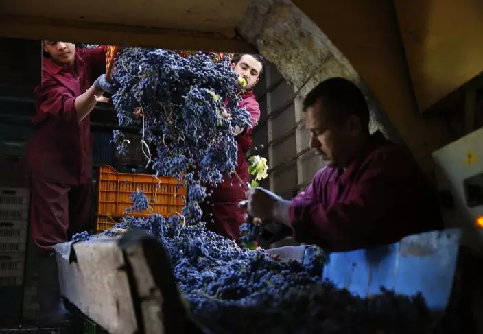 In this Saturday Sept. 8, 2018 photo, workers unload freshly picked grapes to be cleaned and begin the process that turns them into arak, Lebanon's national alcoholic drink, at the Doumaine de Tourelles winery, in the town of Chtaura east Lebanon. Homemade arak usually goes straight into gallon containers after distillation, ready for drinking. In commercial production, the arak sits in clay jugs for at least a year, making it smoother. (AP PhotoHussein Malla)