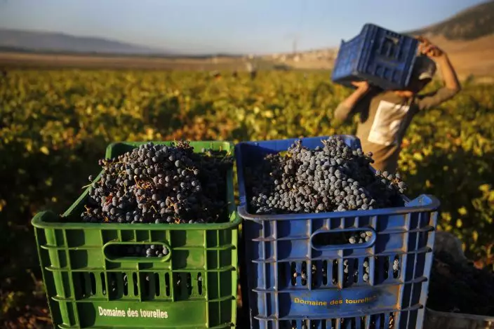 In this Saturday Sept. 8, 2018 photo, a Syrian worker harvests Syrah grapes, which will be crushed, fermented and after triple distillation will become Lebanon's national alcoholic drink, arak, in the village of Ammik, east Lebanon. The anise-tinged arak, is surrounded by ritual -- from its distilling down to the moment when it’s mixed, turning milky white in water, and drunk over long, lingering meals. (AP PhotoHussein Malla) (AP PhotoHussein Malla)