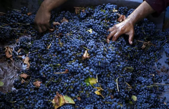 In this Saturday Sept. 8, 2018 photo, workers remove stalks and leaves from freshly picked grapes before the process that turns them into arak, Lebanon's national alcoholic drink, at the Doumaine de Tourelles winery, in the town of Chtaura, east Lebanon. Homemade arak usually goes straight into gallon containers after distillation, ready for drinking. In commercial production, the arak sits in clay jugs for at least a year, making it smoother. (AP PhotoHussein Malla)