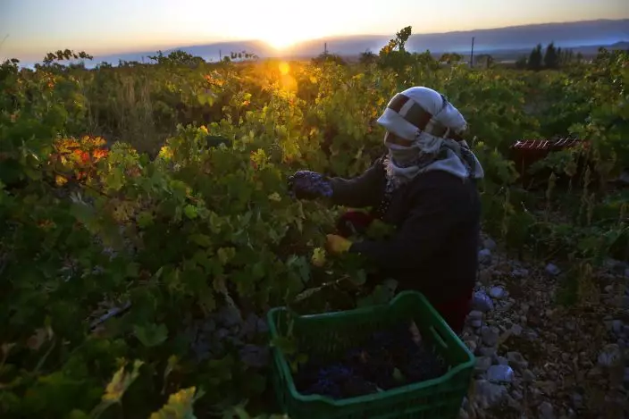 In this Saturday Sept. 8, 2018 photo, a Syrian woman harvests Syrah grapes, which will be crushed, fermented and after triple distillation will become Lebanon's national alcoholic drink, arak, in the village of Ammik, east Lebanon. The anise-tinged arak, is surrounded by ritual -- from its distilling down to the moment when it’s mixed, turning milky white in water, and drunk over long, lingering meals. (AP PhotoHussein Malla) (AP PhotoHussein Malla)