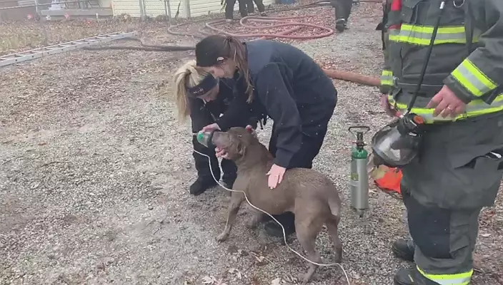 Watch firefighters revive dog with oxygen after rescuing her from fire
