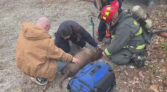 Watch firefighters revive dog with oxygen after rescuing her from fire