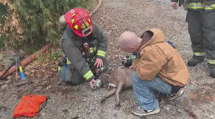 Watch firefighters revive dog with oxygen after rescuing her from fire