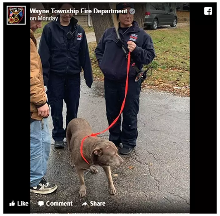 Watch firefighters revive dog with oxygen after rescuing her from fire