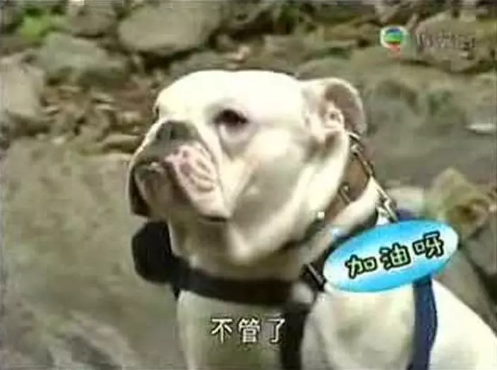 網上圖片