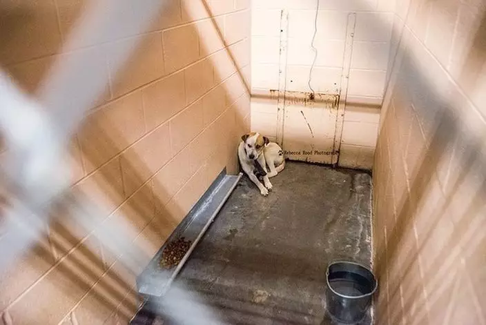 愛的頸圈變枷鎖狗狗心傷瑟縮角落