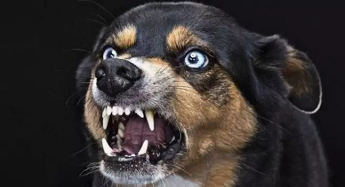瘋狗症。示意圖