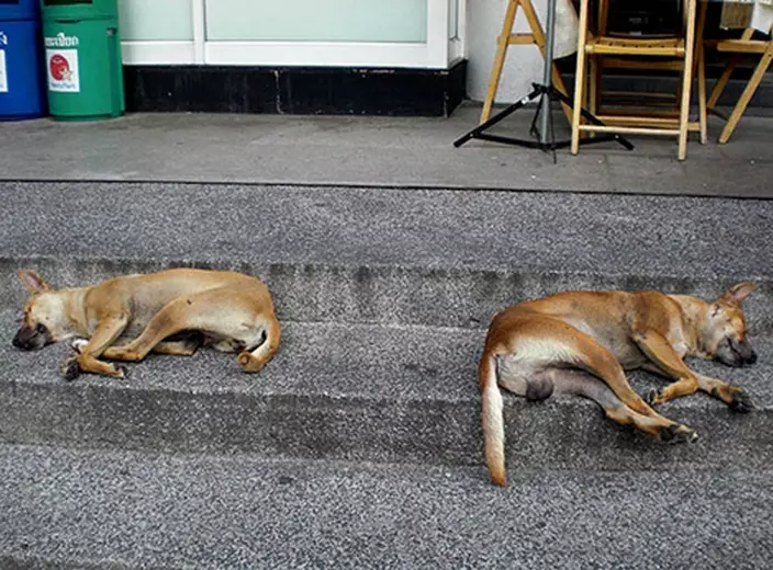 瘋狗症。示意圖