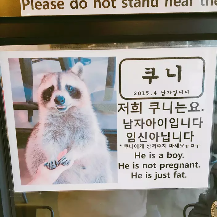 店中浣熊的介紹也十分逗趣(網上圖片)
