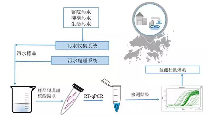 污水中SARS-CoV-2病毒的檢測流程。香港大學圖片