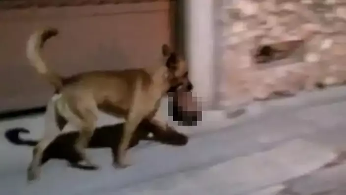 墨西哥一小鎮有流浪狗被發現叼走人頭，警員及時追截奪回。網上圖片
