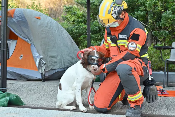 坍塌搜救專隊帶同搜救犬Twix參與操練。