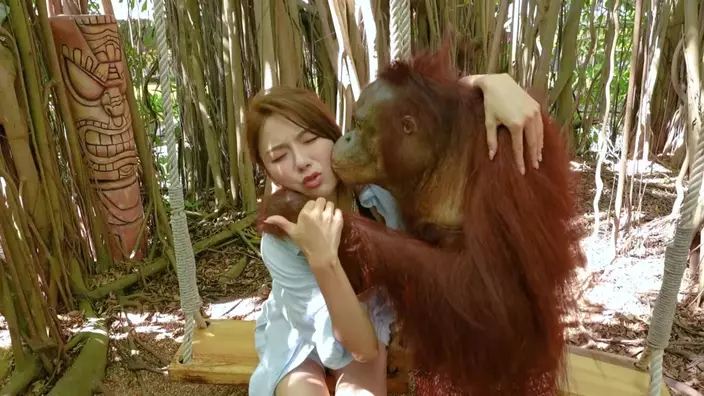 星妤鼓起勇氣接受猩猩之吻。